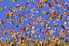 Expemundo Mariposas Canada Mexique papillons butterflies photo